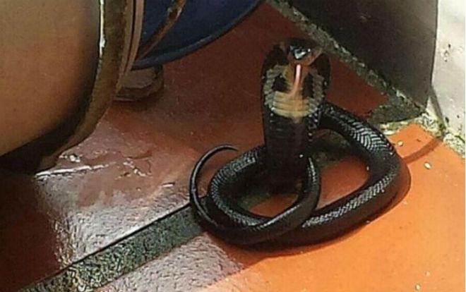 Khó tin người phụ nữ xẻ đôi rắn độc chỉ bằng 1 cây chổi quét nhà