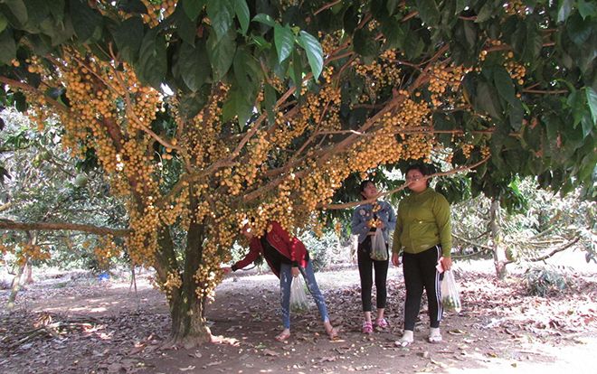 Cho khách vô vườn ngắm cây, bẻ trái, thu 9 triệu đồng/ngày