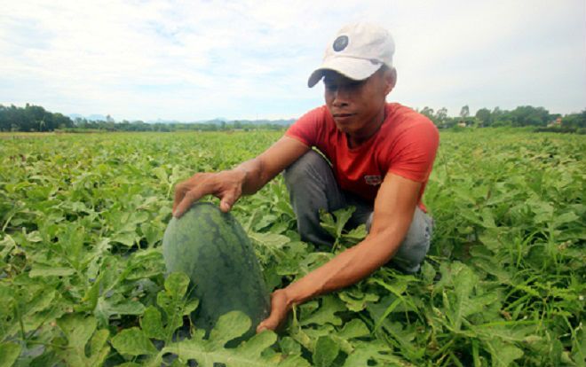 Quảng Nam gửi thư kêu gọi 'giải cứu' dưa hấu ứ đọng