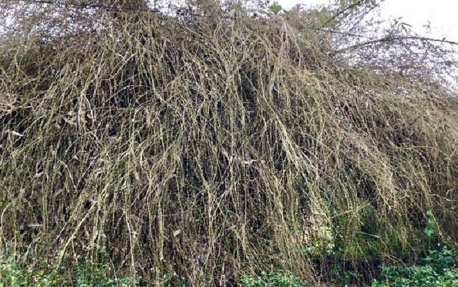 Quá hiếm: Bụi hoa tre to như chuồng nhốt trâu, bò ở Quảng Ngãi