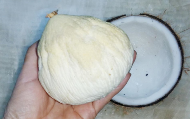 Về miền Tây thưởng thức món mọng dừa vừa ngon lại hiếm đến mức chính dân bản xứ cũng chẳng mấy lần được ăn