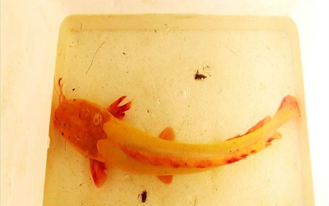 Cá trê vàng cực hiếm cả triệu con có một, trả 10 triệu không bán