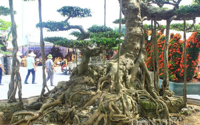 Siêu cây 15 tỷ dáng 'Long cổ đại' không bán của đại gia Hải Dương