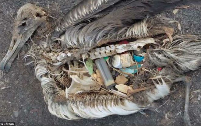 Hình ảnh trong bụng một chú chim khiến nhiều người giật mình