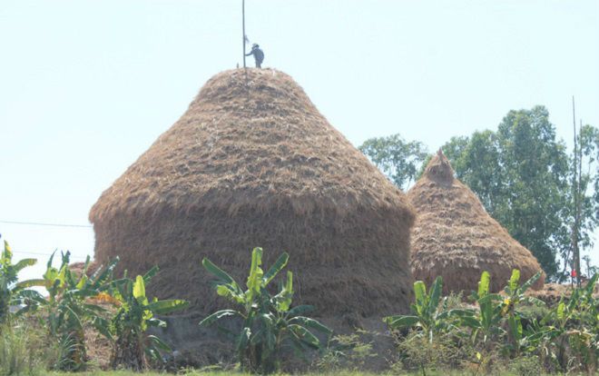 Độc đáo cây rơm 'khủng' có giá nửa tỷ đồng