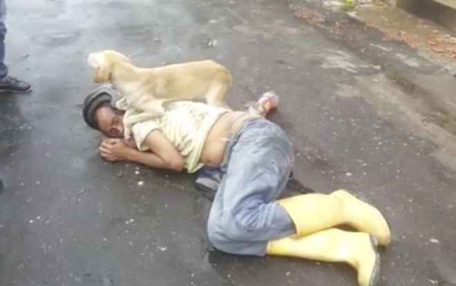 Chó trung thành bảo vệ chủ ngủ say sưa giữa đường