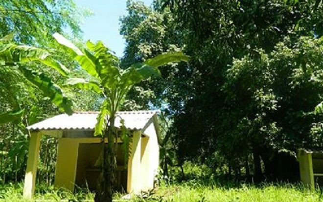 Sự thật cặp 'rắn thần' ngày đêm canh giữ cây thị ngàn tuổi?