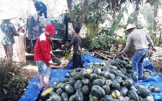 Kêu gọi 'giải cứu' dưa hấu ở Quảng Nam: 'Hết bay' hơn 1.000 tấn dưa