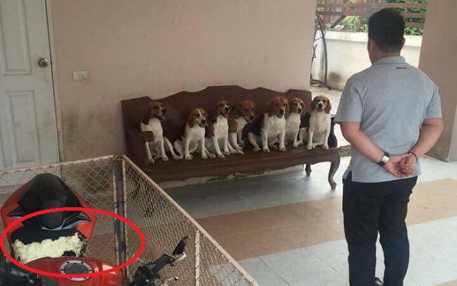 Quây xe trong rào sắt, khổ chủ dở khóc dở cười vì vẫn bị đàn chó… phá tan xe