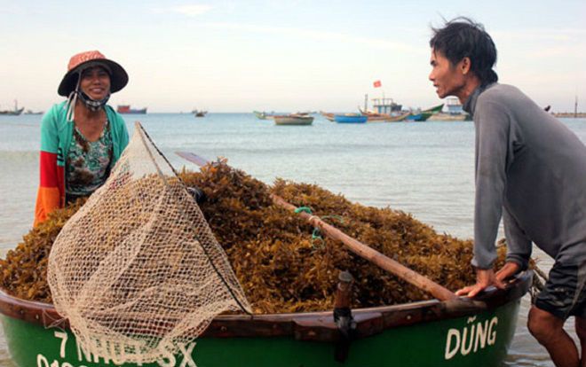 Kiếm tiền triệu mỗi ngày nhờ cắt hái rong mơ biển ở Quảng Ngãi
