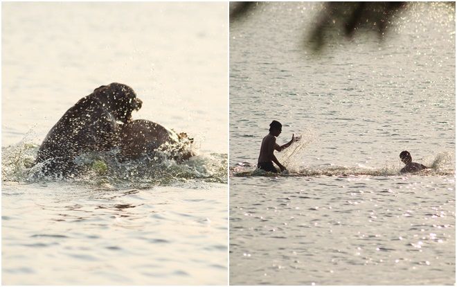 Nắng nóng gay gắt, hồ Tây biến thành bãi tắm giải nhiệt cho cả người và thú cưng