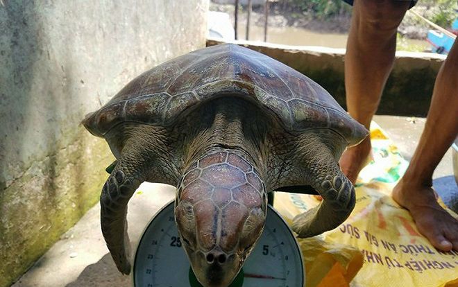 Bến Tre 'giải cứu' và thả con vích 7,5 kg về biển