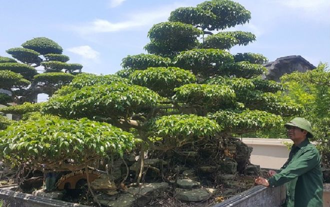 Lần đầu xuất hiện: Siêu phẩm cây sanh vừa lên thẳng, lại nằm ngang giá nửa tỷ