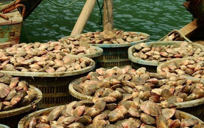 Người dân Quảng Ninh nuôi ngao hai cùi kiếm tiền tỷ mỗi năm