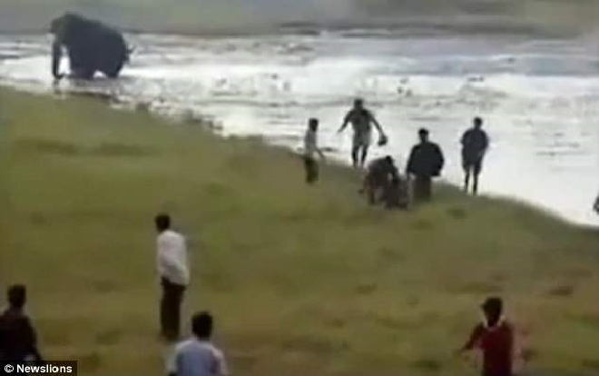 Lỡ bơi trong hồ có voi, người đàn ông bị dẫm chết không thương tiếc