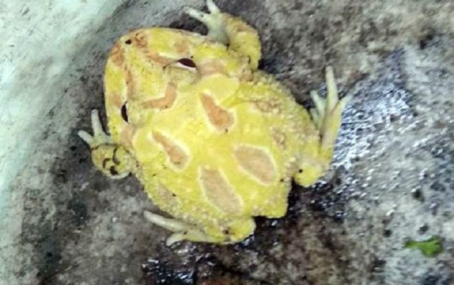 Dân Cần Thơ bắt được con vật 'ngoài hành tinh' đầu ếch, mình cóc, bụng ễnh ương