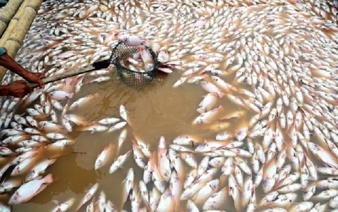 Hàng trăm tấn cá chết trắng bè sông La Ngà