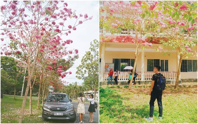 Ngắm loạt ảnh ĐH Cần Thơ hóa xứ sở mộng mơ mùa kèn hồng khoe sắc
