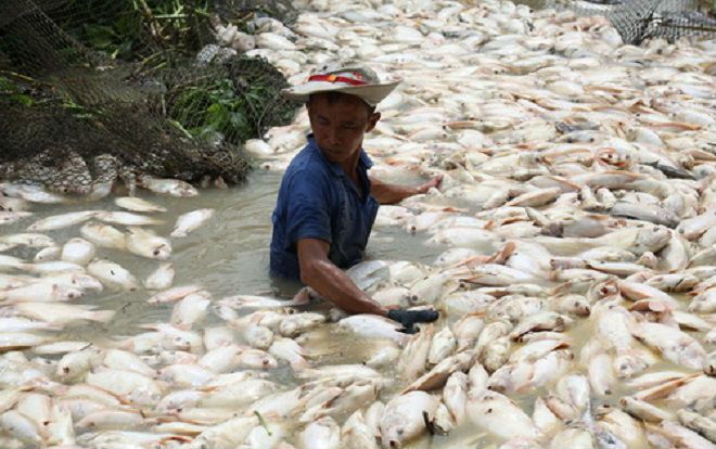 Nước nơi 1.500 tấn cá chết trên sông La Ngà có khí độc vượt mức
