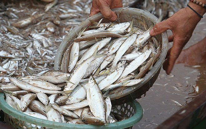 Đặc sản tép dầu khô lòng hồ thủy điện Sơn La