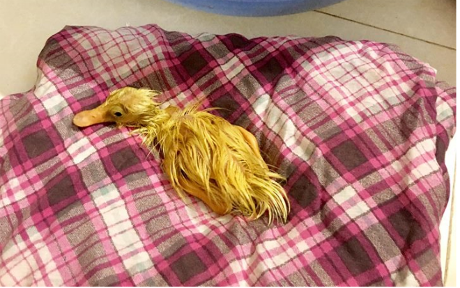 Chết cười cảnh cô gái mua trứng lộn về ăn nhưng chẳng may lại biến thành con sen của mấy chú vịt mới nở