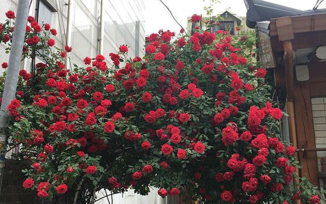 Dân mạng xuýt xoa với cánh cổng hoa hồng lãng mạn như trong cổ tích