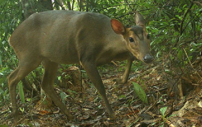 Lần đầu tiên ghi nhận mang lớn ở Quảng Nam