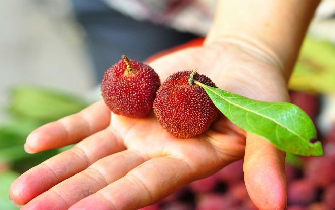 Học ngay những cách chế biến cực ngon loại quả thanh mai gây sốt trong mùa hè