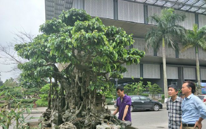 Sanh kiểng 'phúc lộc thọ trường' giá chục tỷ chủ mới cho xuất vườn