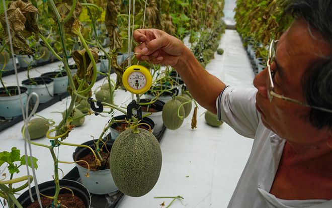 Trồng dưa lưới Nhật lãi trăm triệu mỗi tháng ở Sài Gòn