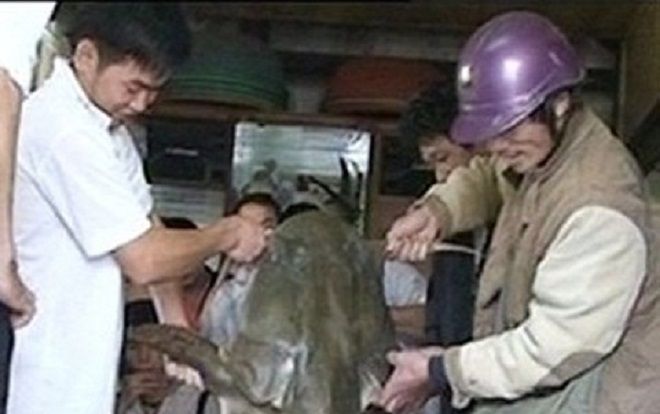 Huyền bí chuyện những 'chúa tể lòng sông' lớn lên trong lồng sắt