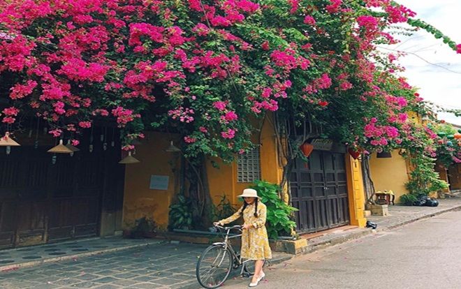 'Chết lịm' trước giàn hoa giấy chào hè đẹp ngây ngất ở Hội An