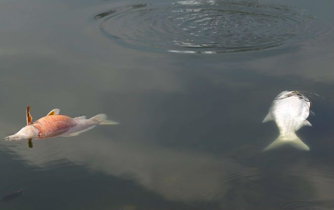 Công nhân môi trường quây lưới vớt cá chết ở hồ Hoàng Cầu