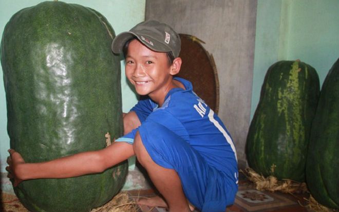 Làng bí đao khổng lồ mỗi quả nặng… hơn nửa tạ