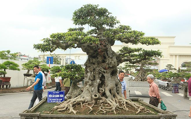 Ngọn cây sanh 'tiên lão giáng trần' gây sửng sốt giới chơi cây
