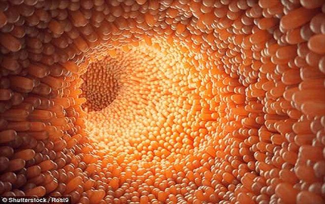 Giải mã cơ chế hoạt động phức tạp của 'bộ não thứ 2' nằm ở bụng con người