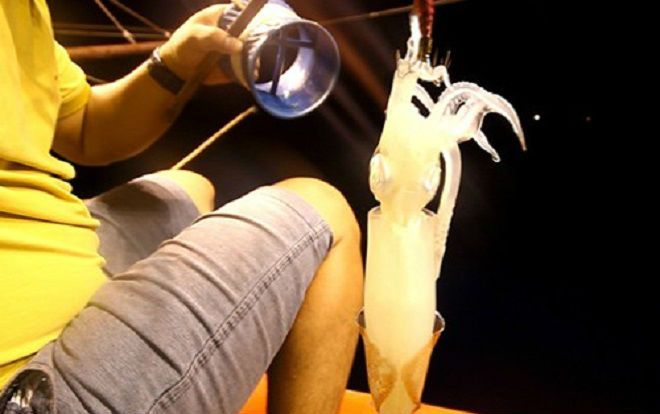 Ly kỳ hành trình chụp mực trắng đêm của ngư phủ Quảng Nam