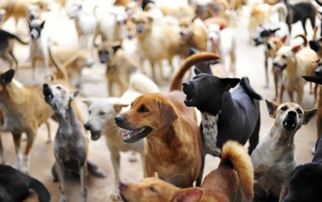 Giữa trưa nắng bị đàn chó xông ra sủa ồn ào, cô gái đọc rap khiến tất cả im lặng sau 27 giây