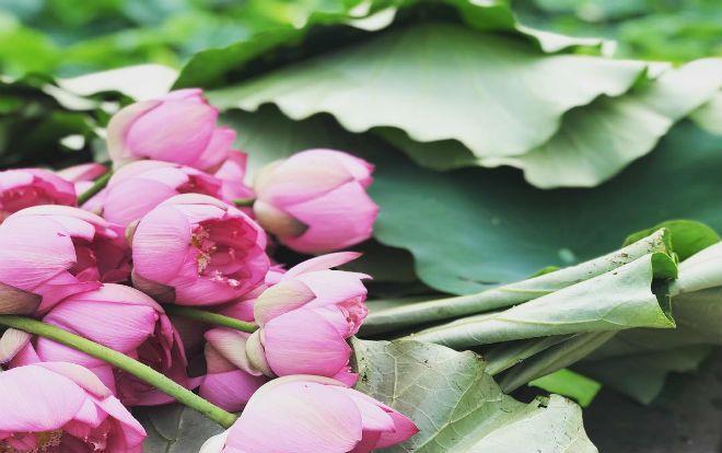 Đẹp dịu dàng sen Hồ Tây tháng 6!