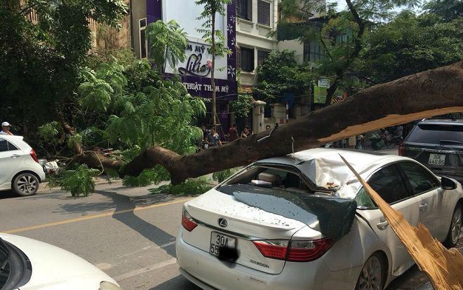Đang đỗ ven đường, ô tô Lexus bất ngờ bị cành phượng gãy đổ đè trúng