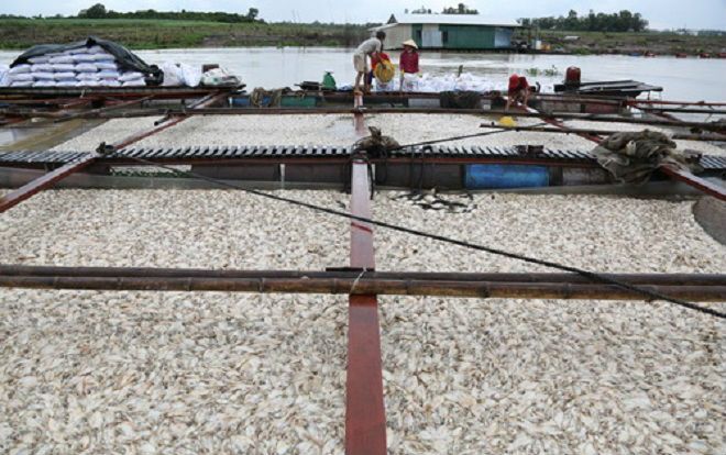 Lãnh đạo tỉnh Đồng Nai: 'Cá chết ở sông La Ngà do thiên tai'