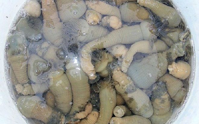 Đeo đai chì, lặn săn con nhơn nhớt có tua rua, kiếm tiền triệu/ngày