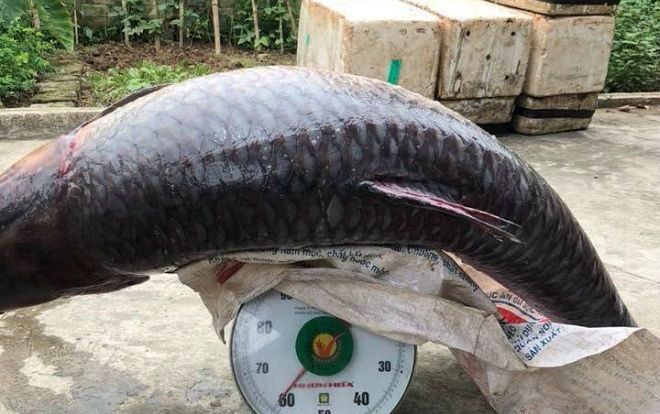Clip bắt được cá trắm đen khổng lồ nặng hơn 60kg gây xôn xao