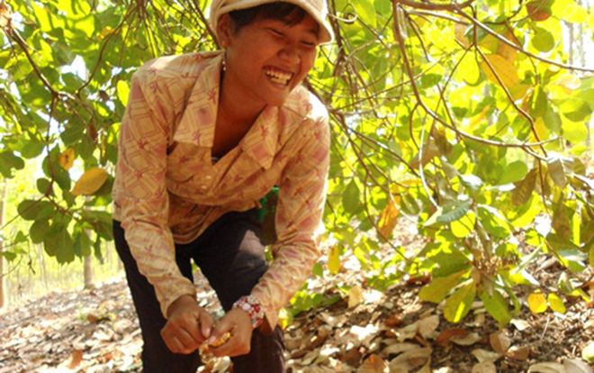 Mót điều cuối vụ, nhặt của rơi cực mà thu nhập ngót nửa triệu/ngày