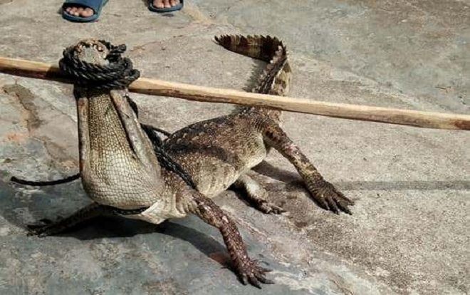 Hoảng hồn phát hiện cá sấu bơi lội dưới mương nước