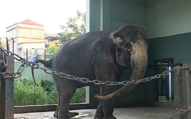 Liên đoàn xiếc Việt Nam: 'Thay xiếc thú hoang bằng vật nuôi'