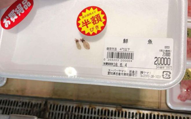 Hai chú mực một nắng to bằng con chấy có giá đến 4 triệu đồng trong siêu thị Nhật khiến dân mạng Việt xôn xao