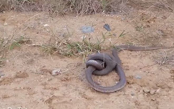 Rắn hổ mang ngoạm đầu nhau trong trận kịch chiến giữa đường