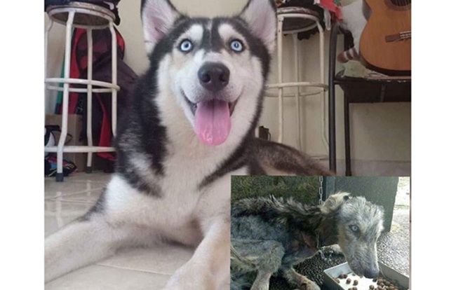 Chú chó Husky gầy trơ xương 'lột xác' ngoạn mục sau 10 tháng được chủ mới chăm sóc