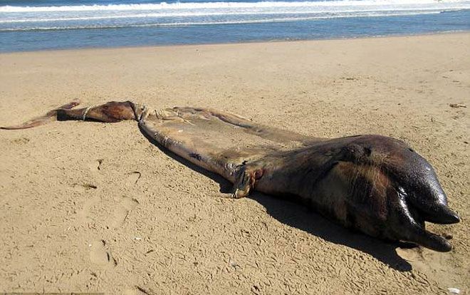 Sinh vật bí ẩn nửa cá voi, nửa cá heo trôi dạt bờ biển